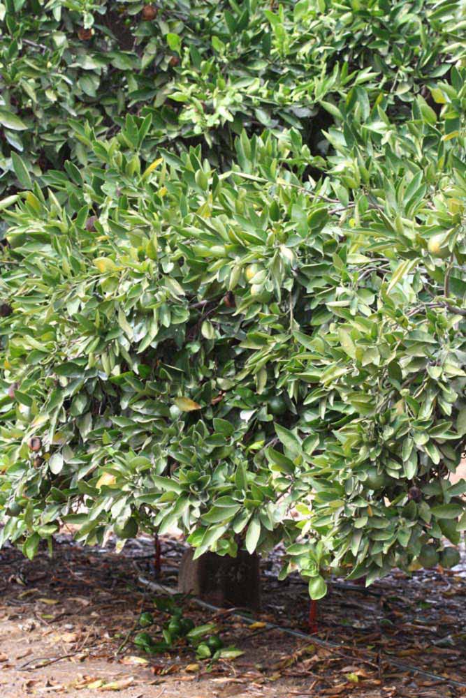            Habit (Riverside, CA)   